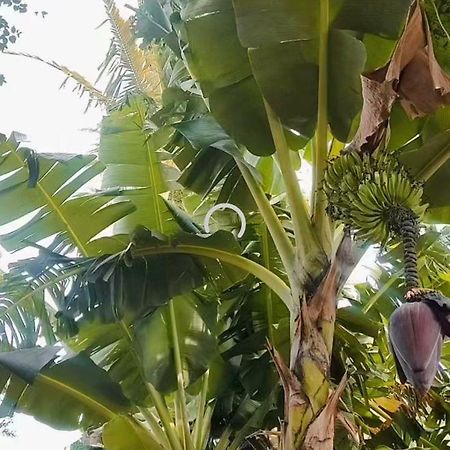 Pe De Pitanga - Unica Casa Arborizada Do Quarteirao Com Arvores Frutiferas Маринга Экстерьер фото