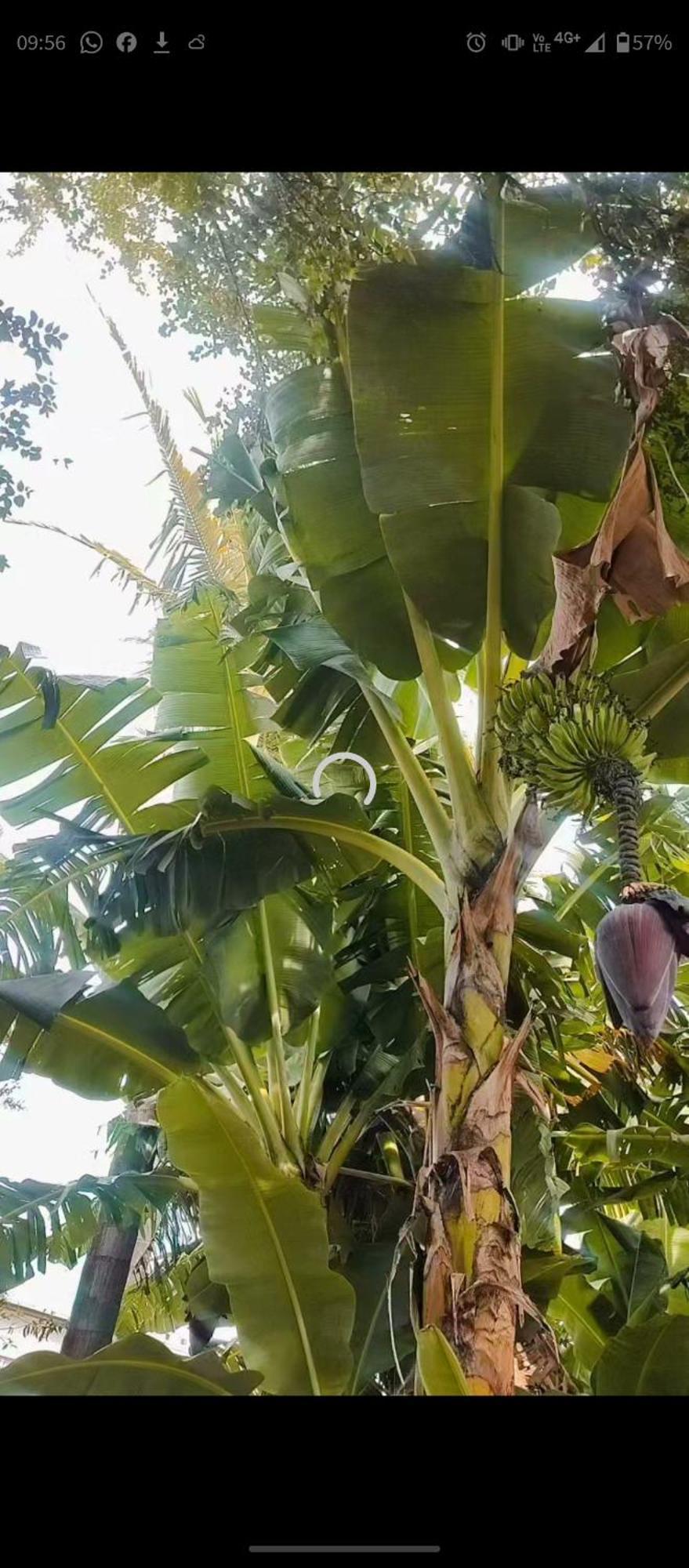 Pe De Pitanga - Unica Casa Arborizada Do Quarteirao Com Arvores Frutiferas Маринга Экстерьер фото